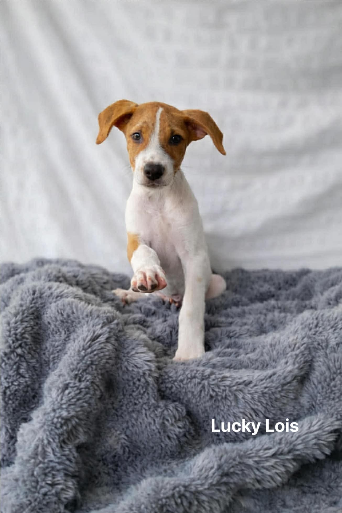 Lucky Lois Lucky Lois